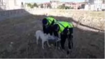 Son dakika! Kafası pet şişeye sıkışan sokak köpeği, jandarma ekiplerince kurtarıldı Son dakika! Kafası pet şişeye sıkışan sokak köpeği, jandarma ekiplerince kurtarıldı