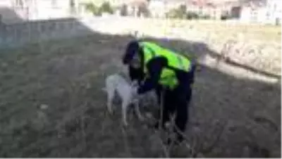 Son dakika! Kafası pet şişeye sıkışan sokak köpeği, jandarma ekiplerince kurtarıldı Son dakika! Kafası pet şişeye sıkışan sokak köpeği, jandarma ekiplerince kurtarıldı