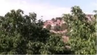 Oğuzlar cevizi yoğun talep görüyor Oğuzlar cevizi yoğun talep görüyor