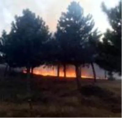 Son dakika! Tekirdağ'da ağaçlık alanda yangın Son dakika! Tekirdağ'da ağaçlık alanda yangın