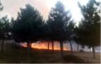Son dakika! Tekirdağ'da ağaçlık alanda yangın Son dakika! Tekirdağ'da ağaçlık alanda yangın