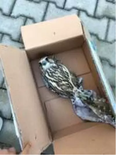 Tuzakla yırtıcı kuşları yakalayan 3 kişiye 176 bin lira ceza