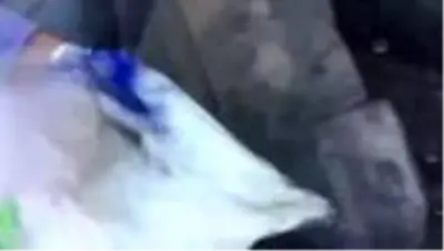 Yabani hayvan kaçakçısı 3 kişiye 176 bin lira ceza