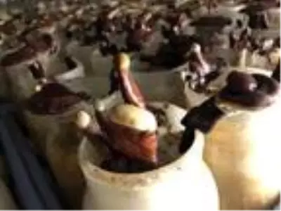 Alternatif tıbbın gözdesi 'ölümsüzlük mantarı' için Türkiye'de yerli üretim adımları hızlandı Alternatif tıbbın gözdesi 'ölümsüzlük mantarı' için Türkiye'de yerli üretim adımları hızlandı