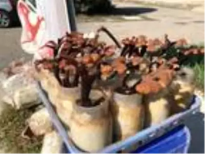 Alternatif tıbbın gözdesi 'ölümsüzlük mantarı' için Türkiye'de yerli üretim adımları hızlandı Alternatif tıbbın gözdesi 'ölümsüzlük mantarı' için Türkiye'de yerli üretim adımları hızlandı