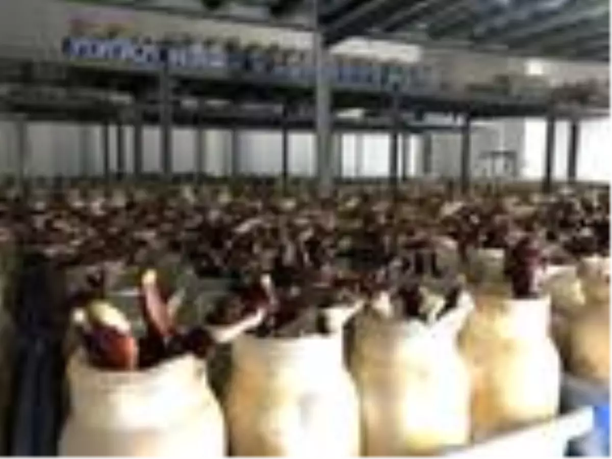 Alternatif tıbbın gözdesi 'ölümsüzlük mantarı' için Türkiye'de yerli üretim adımları hızlandı