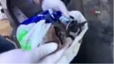 Yırtıcı kuş kaçakçıları suçüstü yakalandı