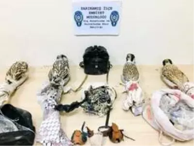 Yırtıcı kuş kaçakçıları suçüstü yakalandı
