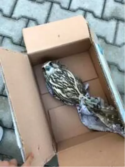 Yırtıcı kuş kaçakçıları suçüstü yakalandı