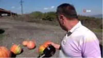 Zonguldak'ta 60 kiloluk kabak görenleri şaşırtıyor