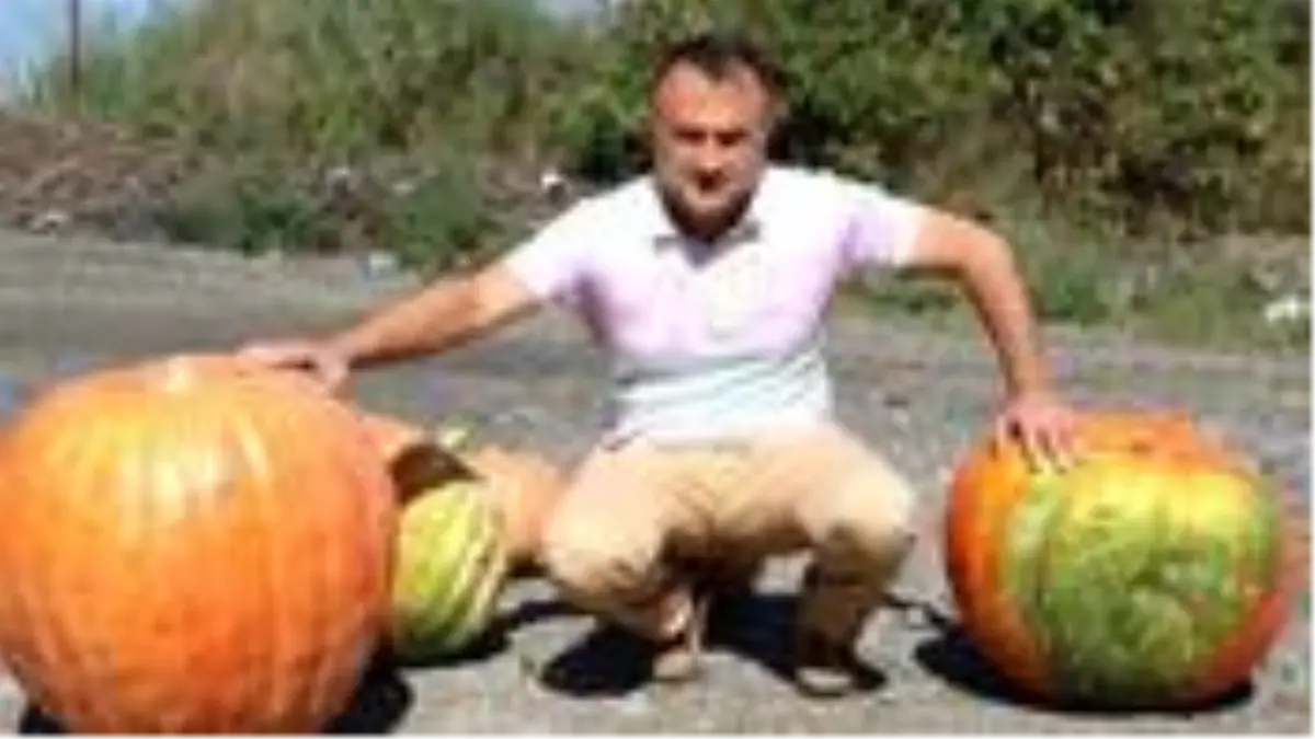 Yalnızca 2 çekirdekten bu hale geldi: 60 kiloluk kabak görenleri şaşırtıyor