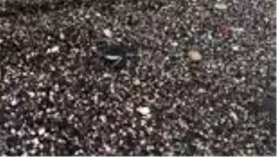 300 bin yavru kaplumbağa denizle buluştu 300 bin yavru kaplumbağa denizle buluştu