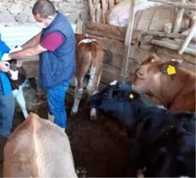 430 bin büyükbaş hayvan şap hastalığına karşı aşılanacak 430 bin büyükbaş hayvan şap hastalığına karşı aşılanacak