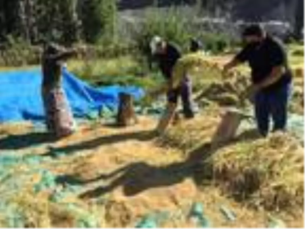 Artvin?de geleneksel yöntemlerle çeltik hasadı