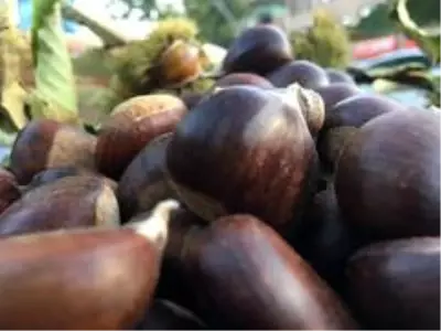 Bartın kestanesi pazardaki yerini aldı