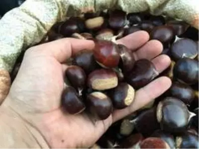 Bartın kestanesi pazardaki yerini aldı