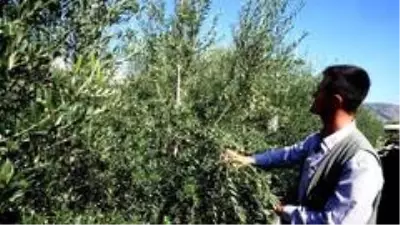 Bodur zeytin umut oldu