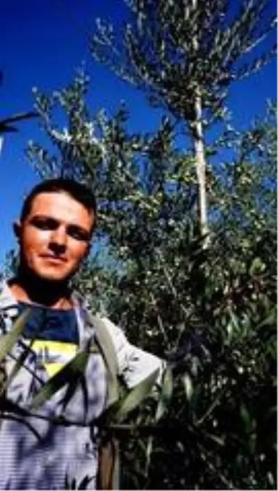Bodur zeytin umut oldu