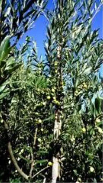 Bodur zeytin umut oldu
