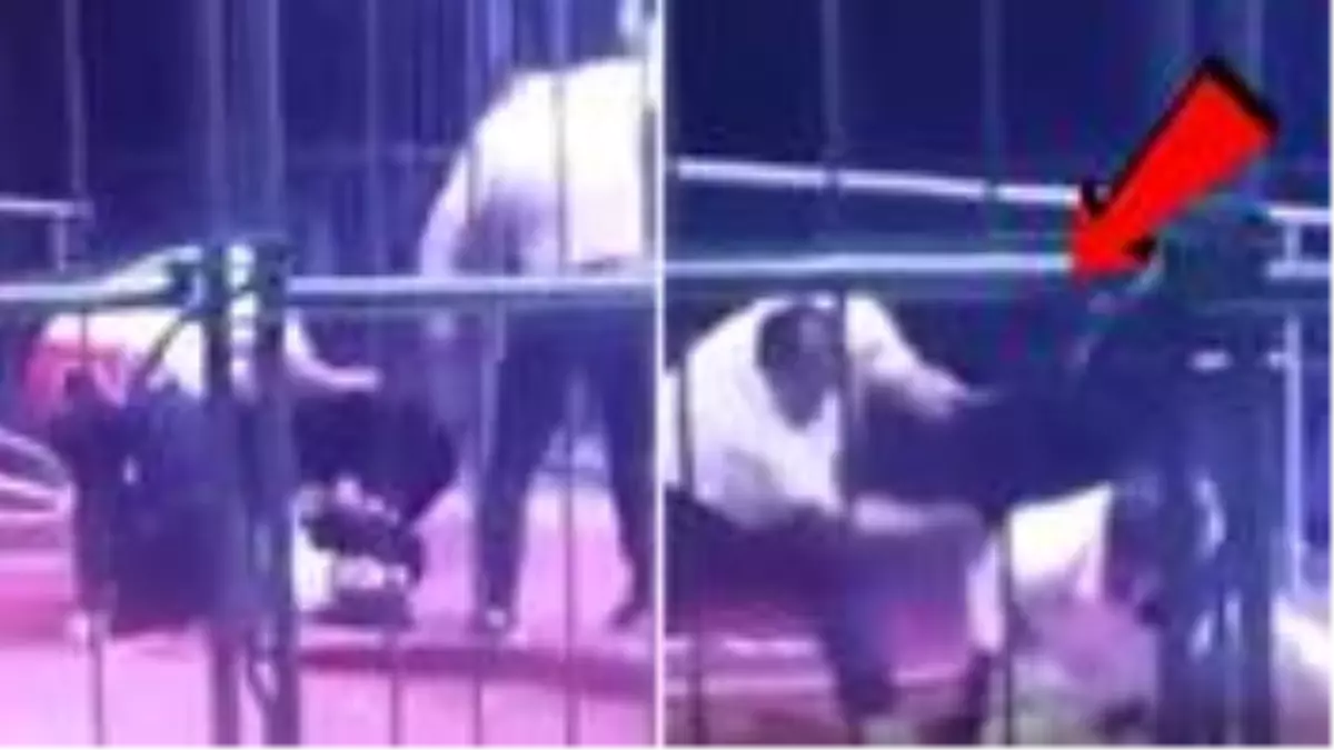 Sirkte gösteri yapan ayı, terbiyecisine saldırdı! Korkunç anlar kameraya yansıdı