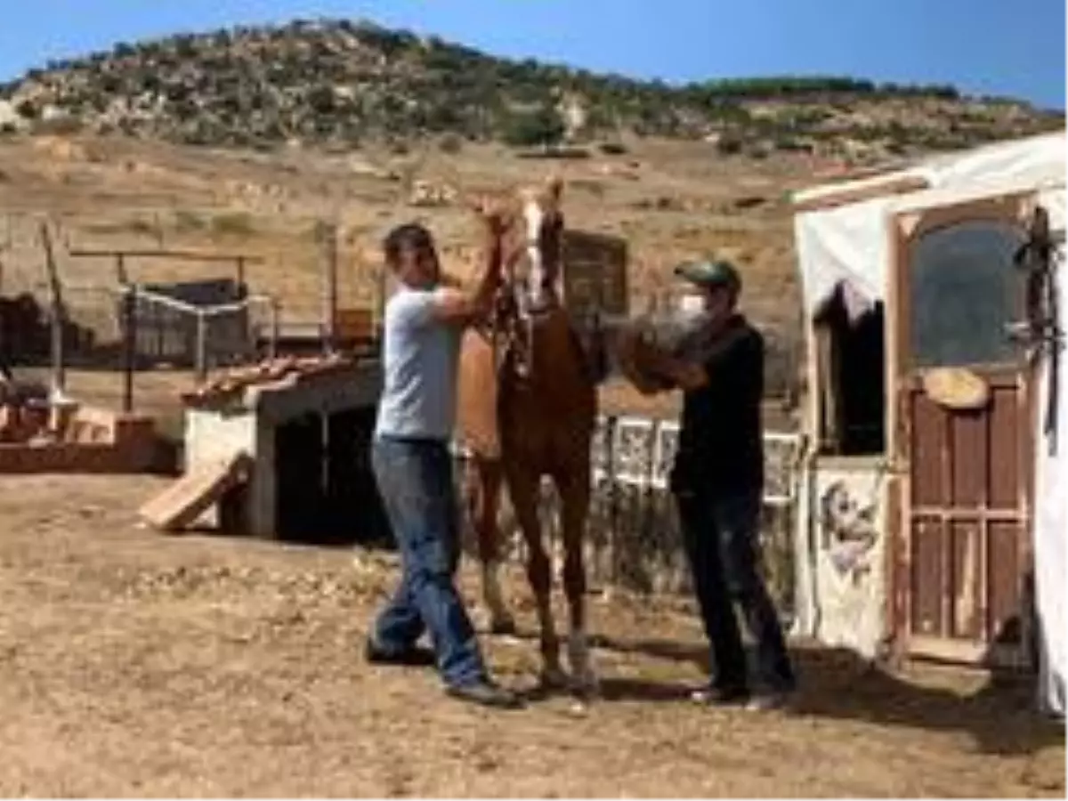 Erdek'te eşek, katır ve atlara kimlik