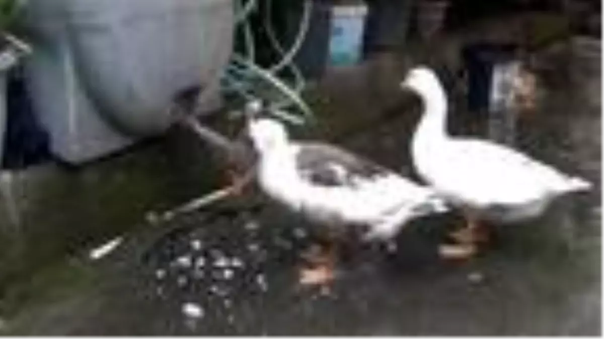 Son dakika... Kazlarına çocukları gibi bakıyor