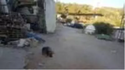 Köpeklerin bulduğu kafatası, yaklaşık 1 yıldır kayıp olan boya ustasına aitmiş Köpeklerin bulduğu kafatası, yaklaşık 1 yıldır kayıp olan boya ustasına aitmiş