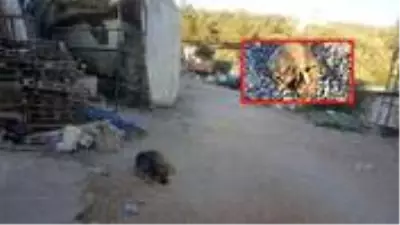 Köpeklerin bulduğu kafatası, yaklaşık 1 yıldır kayıp olan boya ustasına aitmiş Köpeklerin bulduğu kafatası, yaklaşık 1 yıldır kayıp olan boya ustasına aitmiş