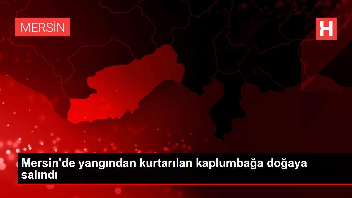 Son dakika haber! Mersin'de yangından kurtarılan kaplumbağa doğaya salındı