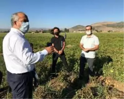 MŞÜ patates ve pancar üretiminde deneme ekimleri yaptı MŞÜ patates ve pancar üretiminde deneme ekimleri yaptı