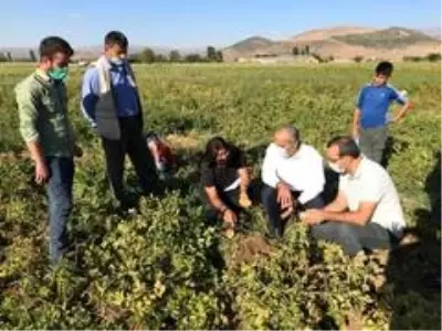 MŞÜ patates ve pancar üretiminde deneme ekimleri yaptı MŞÜ patates ve pancar üretiminde deneme ekimleri yaptı