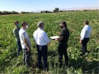 MŞÜ patates ve pancar üretiminde deneme ekimleri yaptı MŞÜ patates ve pancar üretiminde deneme ekimleri yaptı