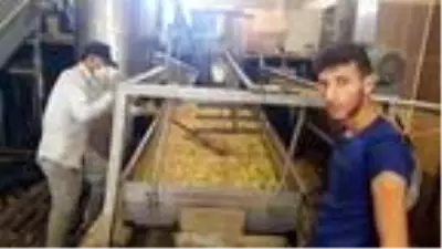Siirt'teki 20 fabrikada yoğun fıstık mesaisi Siirt'teki 20 fabrikada yoğun fıstık mesaisi