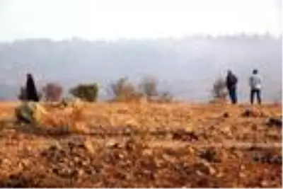 Bolu'da yangında zarar gören 40 hektarlık alan ağaçlandırılacak