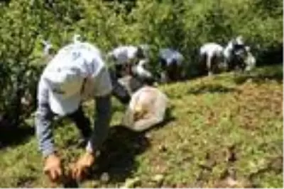 Fındık fiyatı, üreticilerin yüzünü güldürüyor