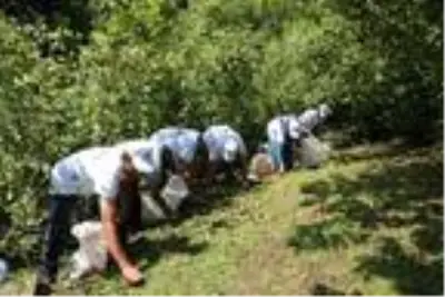 Fındık fiyatı, üreticilerin yüzünü güldürüyor