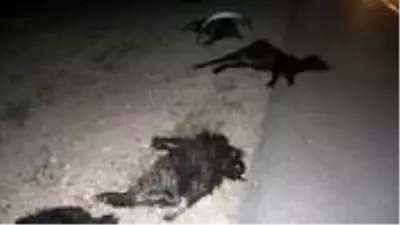 İki otomobil sürüye çarptı! 23 küçükbaş hayvan telef oldu İki otomobil sürüye çarptı! 23 küçükbaş hayvan telef oldu