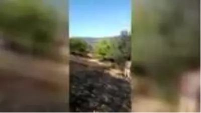 Kastamonu'da yangında 2 dekar anız zarar gördü Kastamonu'da yangında 2 dekar anız zarar gördü