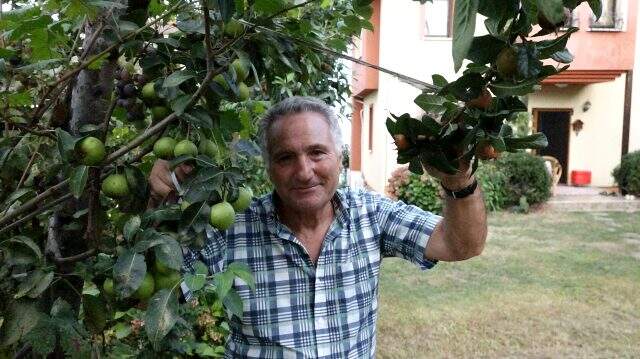 Kesmek yerine aşıladığı verimsiz ayva ağacından şimdi üç çeşit meyve alıyor