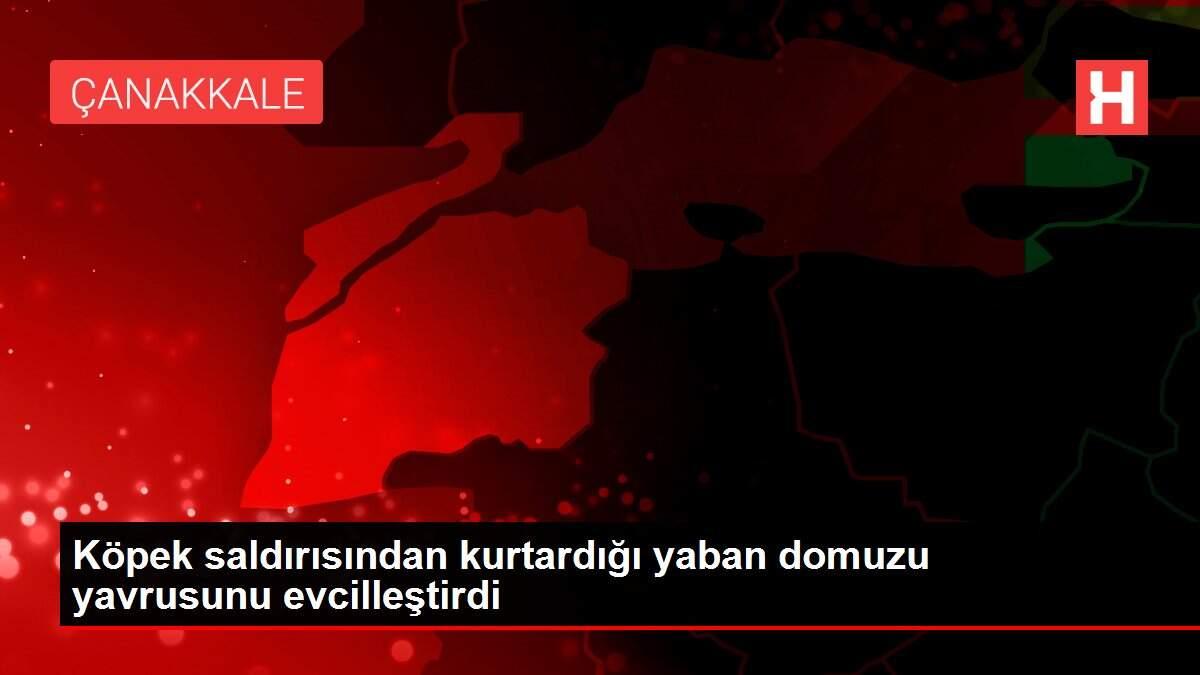 Köpek saldırısından kurtardığı yaban domuzu yavrusunu evcilleştirdi