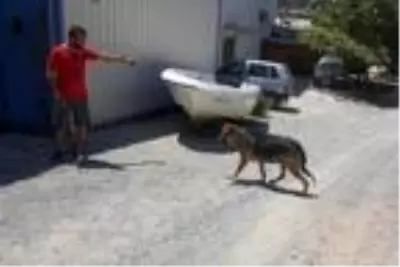 Köpeklerin kafatasını bulduğu boya ustasının ölümüyle ilgili tutuklama kararı Köpeklerin kafatasını bulduğu boya ustasının ölümüyle ilgili tutuklama kararı