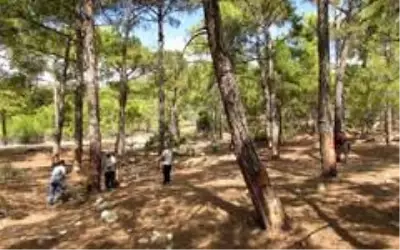 Mersin ormanlarında reçine hasadı başladı Mersin ormanlarında reçine hasadı başladı
