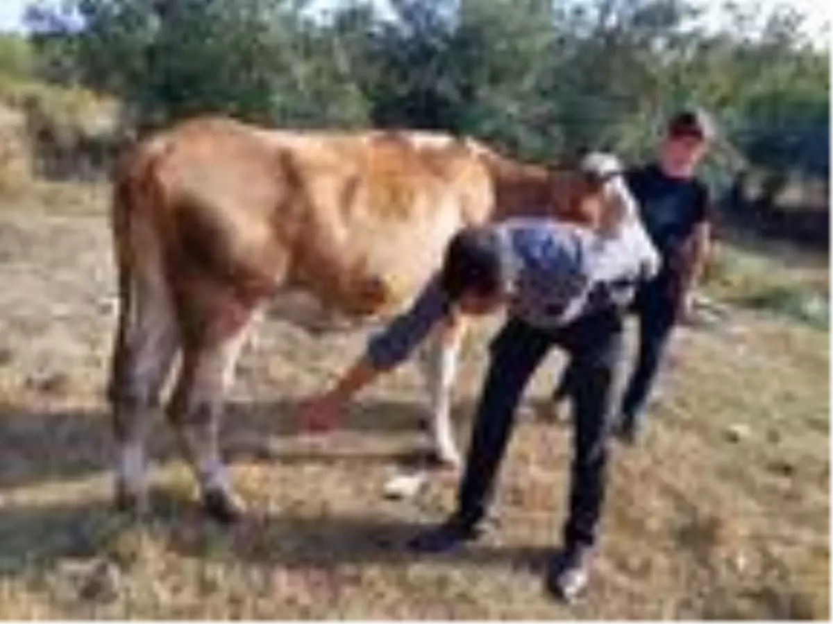 OSB görevlisinin baltayla ineklerini yaraladığı iddiasıyla şikayetçi oldu