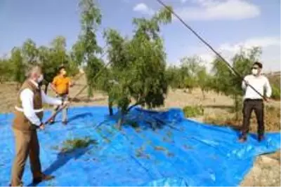 Şifa kaynağı hünnapta hasat başladı