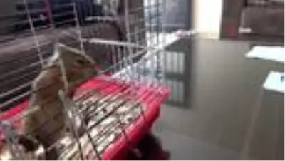 Yavru sincaplar evin neşesi oldu Yavru sincaplar evin neşesi oldu