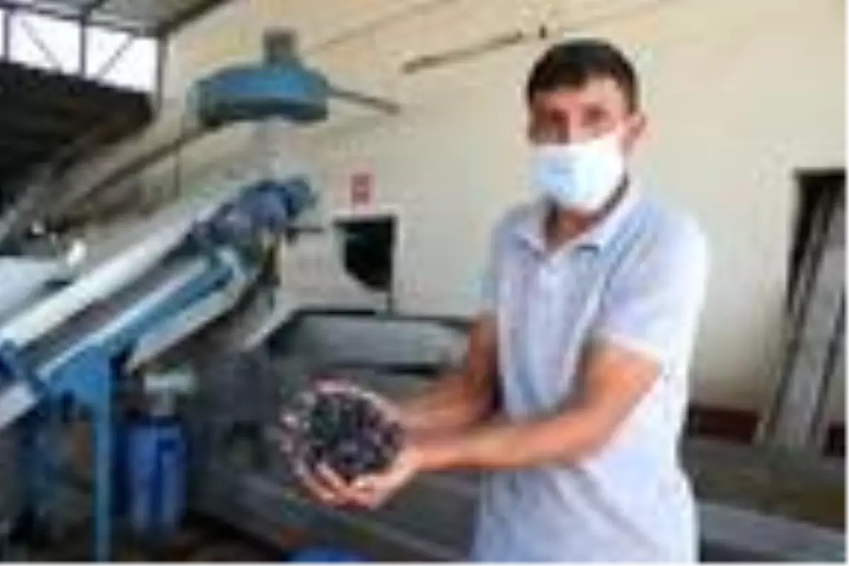 Zeytinin rekoltesi düştü, yağının fiyatları arttı