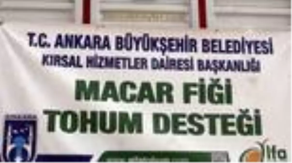 Ankara Büyükşehir Belediyesinden, Beypazarı çiftçisine Macar fiği dağıtımı