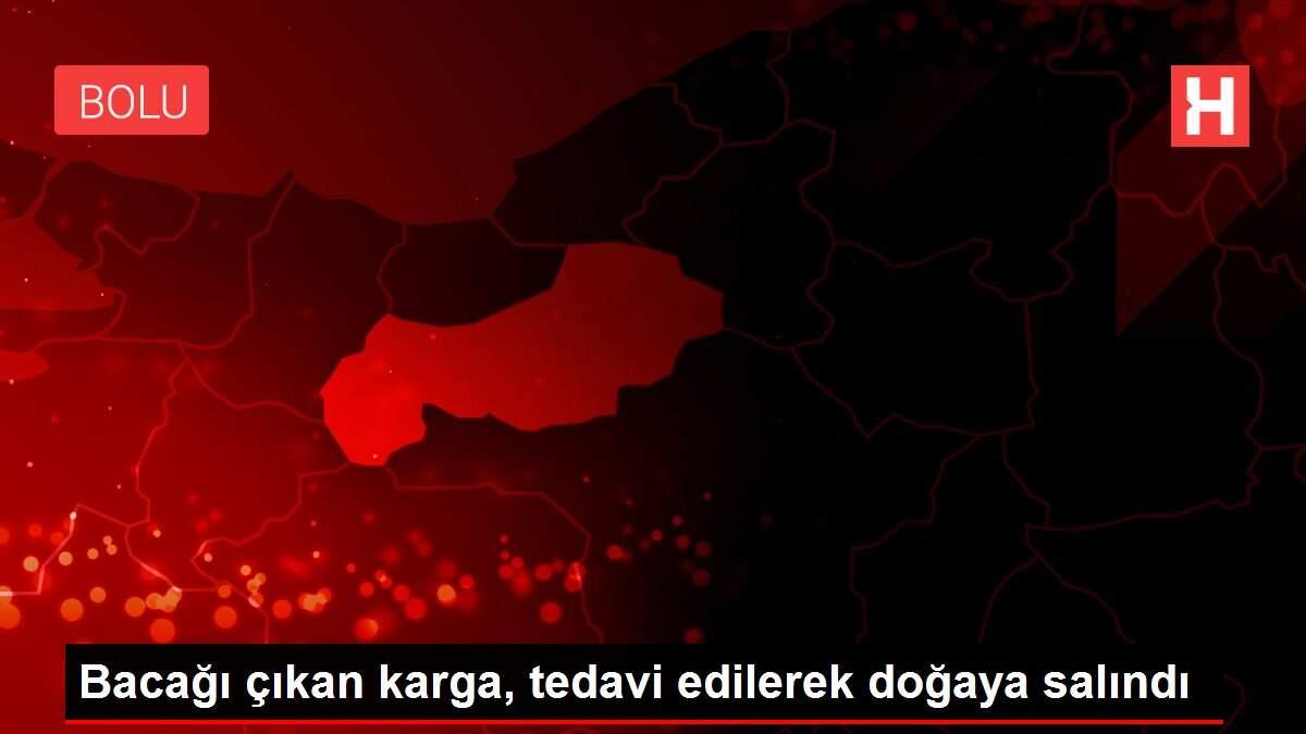 Bacağı çıkan karga, tedavi edilerek doğaya salındı Bacağı çıkan karga, tedavi edilerek doğaya salındı