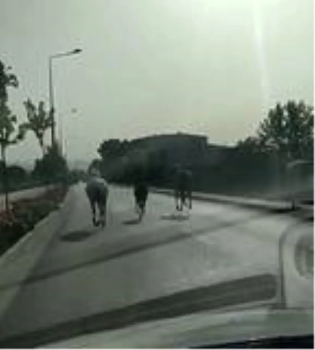 Bursa'da başıboş atlar, caddede koştu