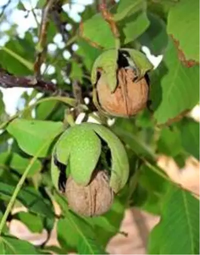 Cevizin anavatanında hasat dönemi başladı Cevizin anavatanında hasat dönemi başladı